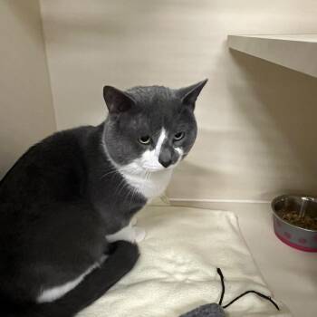 Domestic Short Hair Cats Available for Adoption in Oak Brook, Illinois - Jarvis | PetCurious