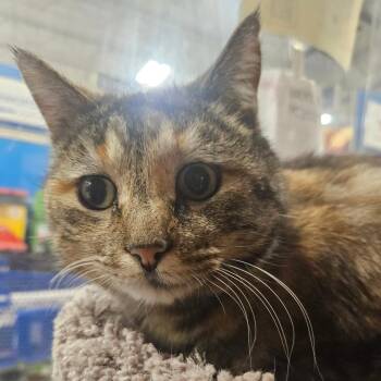 Domestic Short Hair Cats Available for Adoption - KATIE | PetCurious