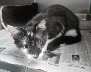 Domestic Short Hair Cats Available for Adoption in Sullivan, Indiana - Joplin | PetCurious