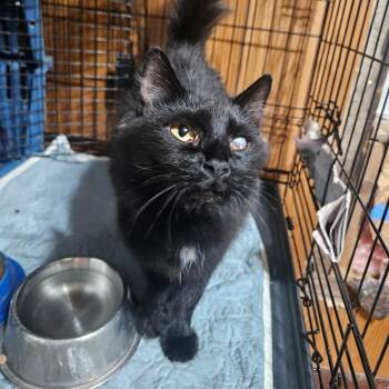 Edeline -  Domestic Medium Hair Cat for Adoption in Watertown, New York - Edeline | PetCurious