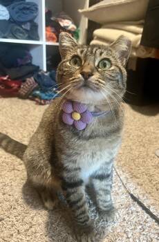 Angelica -  Domestic Short Hair Cat Available for Adoption in Houston, Texas - Angelica | PetCurious