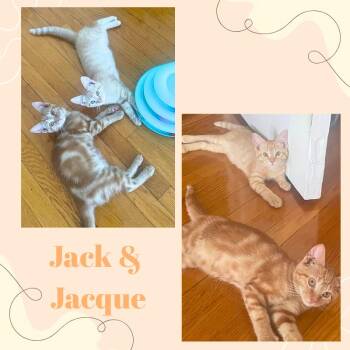 Rescue Domestic Short Hair Cats for Adoption in Port Chester, New York - Jack And Jacque | PetCurious