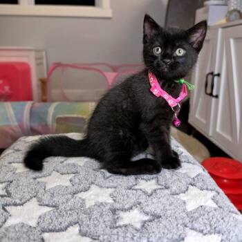 Rizzo -  Domestic Short Hair Cat for Adoption in Green Bay, Wisconsin - Rizzo | PetCurious