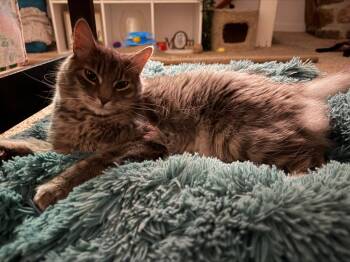 Magnus* -  Domestic Long Hair Cat for Adoption in Breinigsville, Pennsylvania - Magnus* | PetCurious