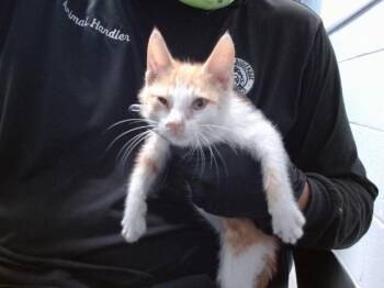 GERALD -  Domestic Short Hair Cat for Adoption in Albuquerque, New Mexico - GERALD | PetCurious