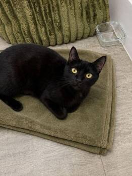 Domestic Short Hair Cats Available for Adoption in Hudson, New Hampshire - Olivia | PetCurious