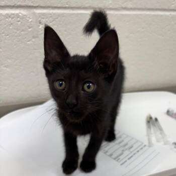 Polly -  Domestic Short Hair Cat for Adoption in Grand Rapids, Michigan - Polly | PetCurious