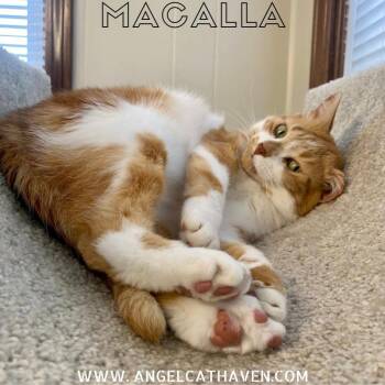 Rescue Domestic Short Hair Cats for Adoption in Plainville, Massachusetts - Macalla | PetCurious