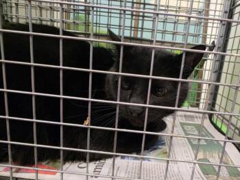 YULI -  Domestic Short Hair Cat for Adoption in Houston, Texas - YULI | PetCurious