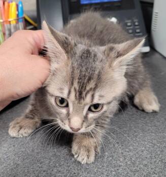 Domestic Short Hair Cats Available for Adoption in Hopkinsville, Kentucky - Quasimodo | PetCurious