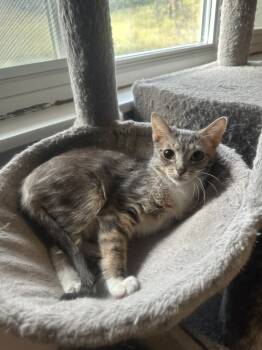 Rescue Tabby and Tuxedo Cats for Adoption in Cincinnati, Ohio - Cricket | PetCurious