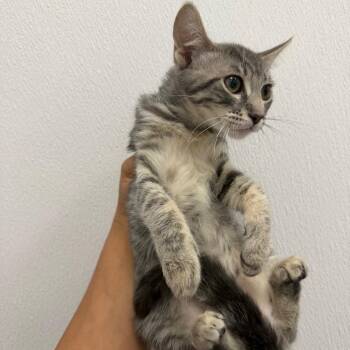 Mercury -  Domestic Short Hair Cat for Adoption in Redwood City, California - Mercury | PetCurious
