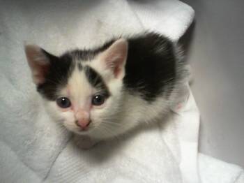 EDELWEISS -  Domestic Short Hair Cat for Adoption in Charlotte, North Carolina - EDELWEISS | PetCurious