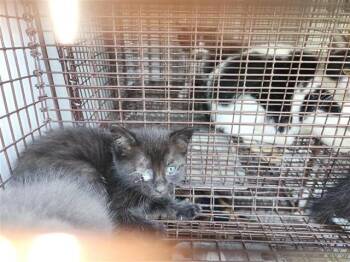 Rescue Domestic Short Hair Cats for Adoption in Houston, Texas - A637376 | PetCurious