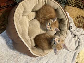 Rescue Domestic Short Hair Cats for Adoption in Arlington, Virginia - Barnaby, Bryson And Berry- Littermates | PetCurious