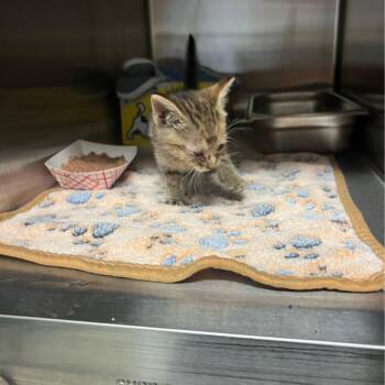 Ranger -  Domestic Short Hair Cat for Adoption in Windsor, Virginia - Ranger | PetCurious
