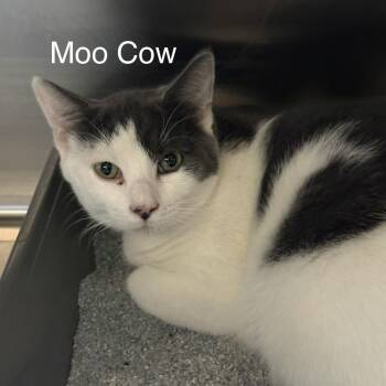 Moo Cow -  Domestic Short Hair Cat for Adoption in Knoxville, Tennessee - Moo Cow | PetCurious