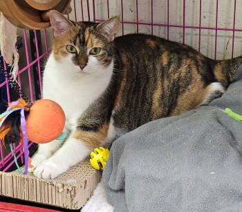 Rescue Domestic Short Hair Cats for Adoption in Social Circle, Georgia - Walnut | PetCurious