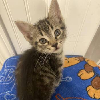 Blaze -  Domestic Short Hair Cat for Adoption in Mt. Juliet, Tennessee - Blaze | PetCurious