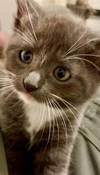 Domestic Short Hair Cats Available for Adoption in Sebastian, Florida - Ferdinand | PetCurious