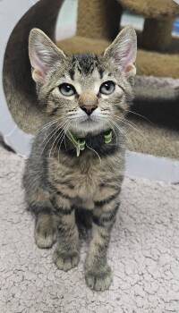 Pluto -  Domestic Short Hair Cat for Adoption in Mokena, Illinois - Pluto | PetCurious