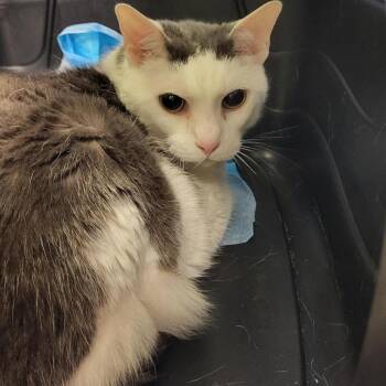 Sissy -  Domestic Short Hair Cat for Adoption in New Fairfield, Connecticut - Sissy | PetCurious