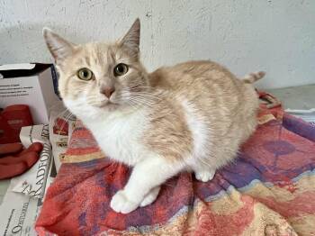 Domestic Short Hair Cats Available for Adoption in Stuart, Virginia - Jacob | PetCurious