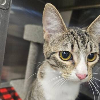 Domestic Short Hair Cats Available for Adoption - Rose | PetCurious