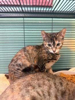Marl -  Domestic Short Hair Cat for Adoption in Waupaca, Wisconsin - Marl | PetCurious