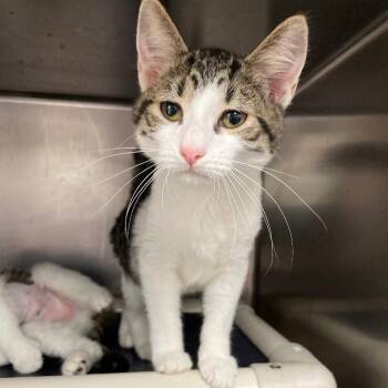 Charlie -  Domestic Short Hair Cat for Adoption in Roanoke, Virginia - Charlie | PetCurious