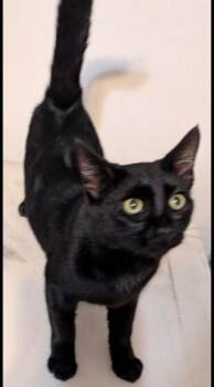 Domestic Short Hair Cats Available for Adoption in Zimmerman, Minnesota - Onyx | PetCurious