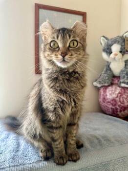 Rescue Domestic Long Hair Cats for Adoption in Highland Park, New Jersey - ZARALANGA | PetCurious