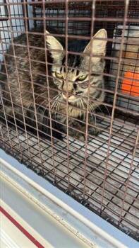 Domestic Long Hair Cats Available for Adoption in Houston, Texas - A654861 | PetCurious