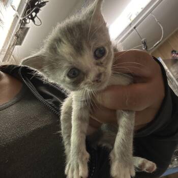 Kahu -  Domestic Short Hair Cat for Adoption in Leander, Texas - Kahu | PetCurious