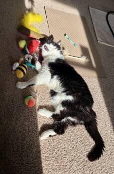 Domestic Medium Hair Cats Available for Adoption - Layla | PetCurious