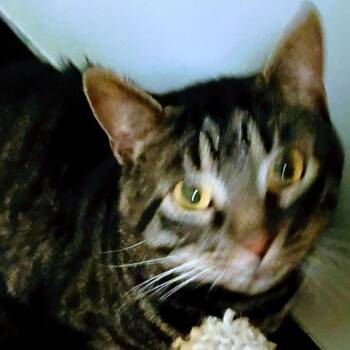 Peanut -  Domestic Short Hair Cat for Adoption in Lenexa, Kansas - Peanut | PetCurious