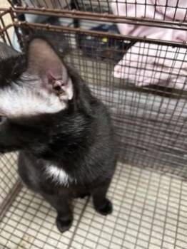 Zinc -  Domestic Short Hair Cat for Adoption in Janesville, Wisconsin - Zinc | PetCurious