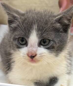 COOKIE -  Domestic Short Hair Cat for Adoption in Elizabethton, Tennessee - COOKIE | PetCurious