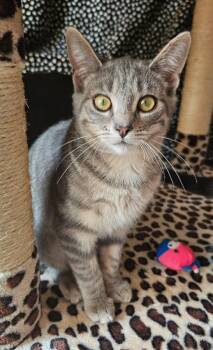 Astor -  Domestic Short Hair Cat for Adoption in Evans City, Pennsylvania - Astor | PetCurious