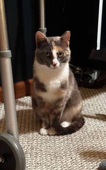 Rescue Domestic Short Hair Cats for Adoption in Tipp City, Ohio - Elena Gilbert | PetCurious