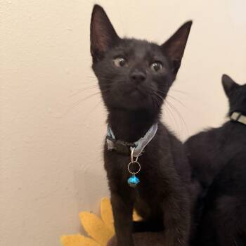 Sky -  Domestic Short Hair Cat for Adoption in Liverpool, Texas - Sky | PetCurious