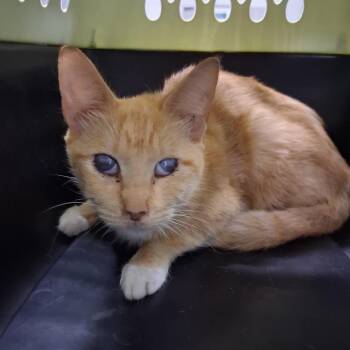 Shelby -  Domestic Short Hair Cat for Adoption in Summerville, South Carolina - Shelby | PetCurious