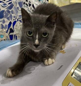 MACARON -  Domestic Short Hair Cat for Adoption in Pensacola, Florida - MACARON | PetCurious