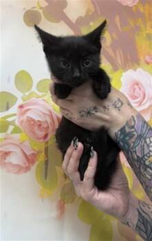 TRINITY -  Domestic Short Hair Cat for Adoption in San Bernardino, California - TRINITY | PetCurious