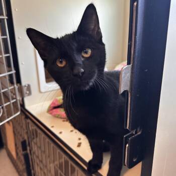 Zoom Meeting -  Domestic Short Hair Cat for Adoption in Rocky Mount, Virginia - Zoom Meeting | PetCurious