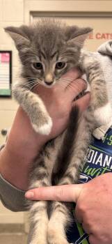 Salt -  Domestic Short Hair Cat for Adoption in Fishers, Indiana - Salt | PetCurious