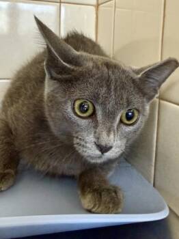 Ixi -  Domestic Short Hair Cat for Adoption in San Antonio, Texas - Ixi | PetCurious