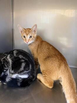 MARMALADE* -  Domestic Short Hair Cat for Adoption in Santa Cruz, California - MARMALADE* | PetCurious
