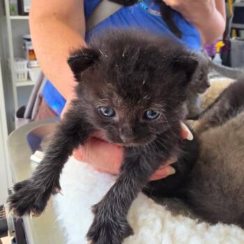 vinagerette -  Domestic Short Hair Cat for Adoption in Chapel Hill, North Carolina - Vinagerette | PetCurious