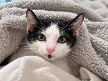Panda -  Domestic Short Hair Cat for Adoption in St. Augustine, Florida - Panda | PetCurious